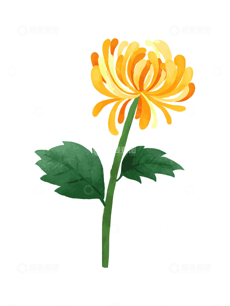 重阳节节日菊花花朵花卉绿叶植物