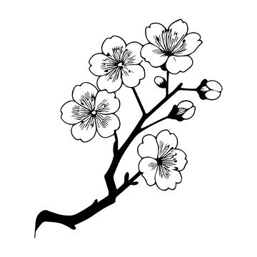 黑白樱花线稿