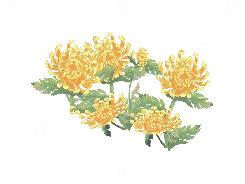 重阳节霜降花丛花朵菊花秋菊植物