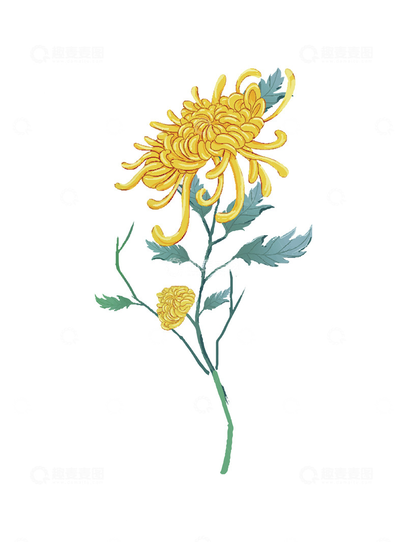 重阳节霜降秋菊菊花花朵绿叶植物