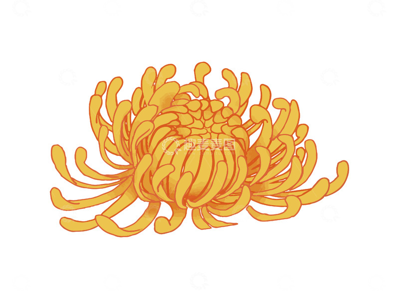 重阳节霜降寒露菊花秋菊花朵花卉