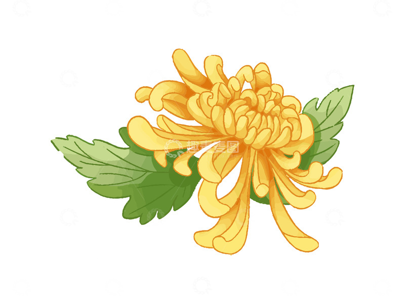 重阳节霜降菊花秋菊花朵绿叶叶子