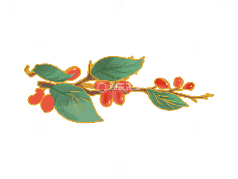 源文件下载【趣麦麦图】重阳节霜降山茱萸浆果果实绿叶