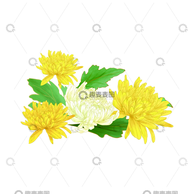 重阳节霜降菊花秋菊花朵绿叶