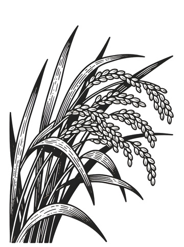 手绘水稻稻谷线稿插画