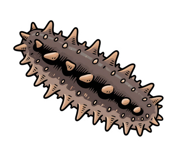 手绘海参插画插图