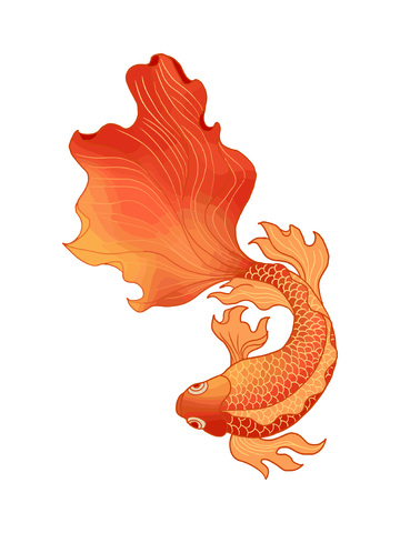 元旦春节新年锦鲤金鱼鱼类鲤鱼