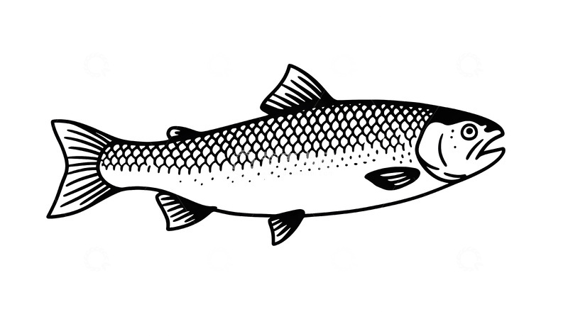 高清大图下载【趣麦麦图】手绘三文鱼插画插图