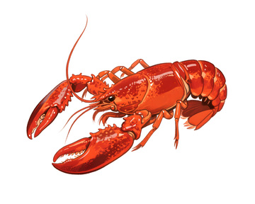 手绘小龙虾美食插图插画
