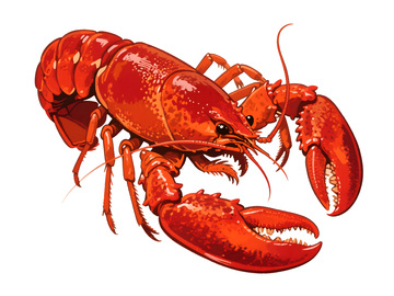 手绘小龙虾美食插画