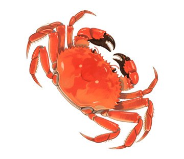 大闸蟹螃蟹插画插图