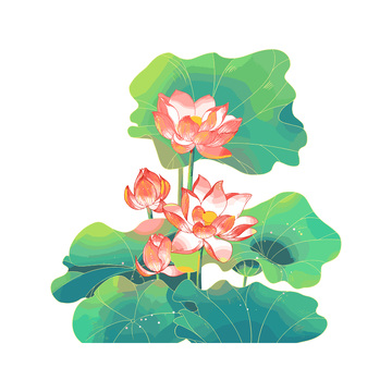 处暑节气荷花莲花荷叶莲叶植物