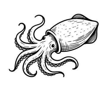 手绘鱿鱼须插画