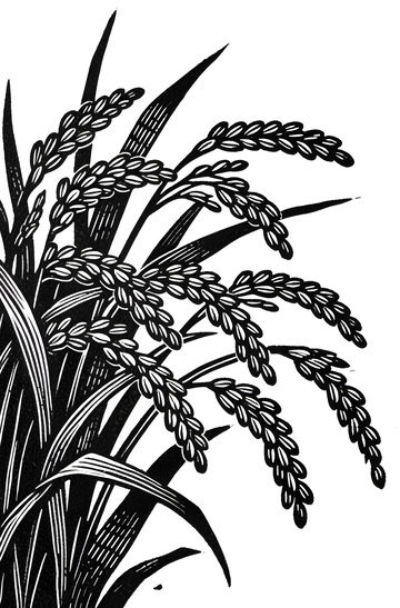手绘水稻稻谷线稿插图