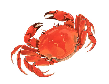 手绘大闸蟹螃蟹插图