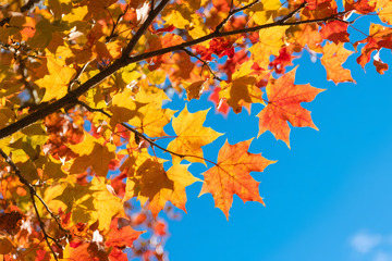 秋天立秋红叶植物摄影