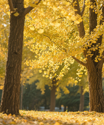 立秋节气秋天银杏林摄影背景