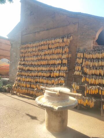 《乡村晒秋：土屋墙上的玉米盛景》