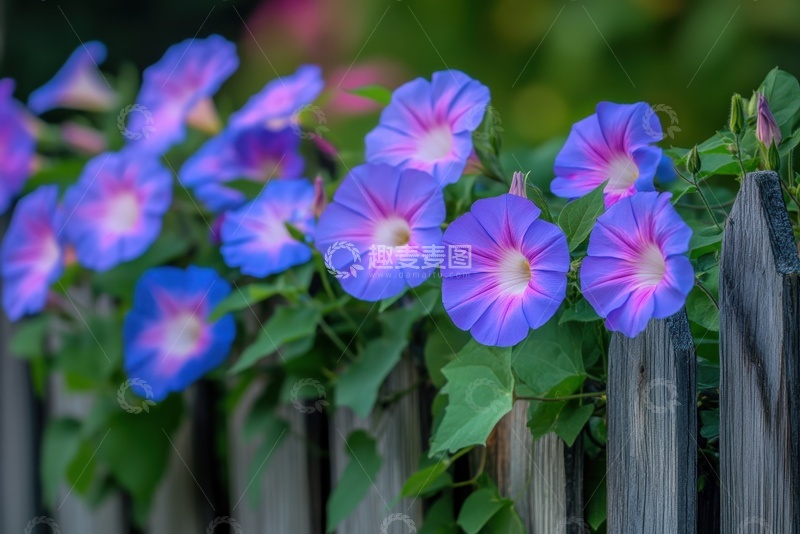 高清大图下载【趣麦麦图】栅栏上缠绕的喇叭花