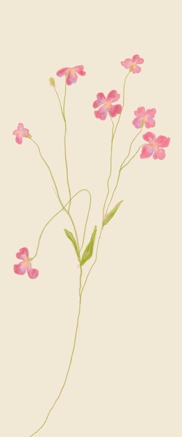 原创治愈插画作品素材小花