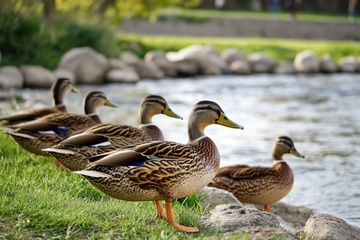 河边的一群野鸭子