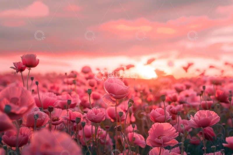 高清大图下载【趣麦麦图】一片盛开的花卉花田