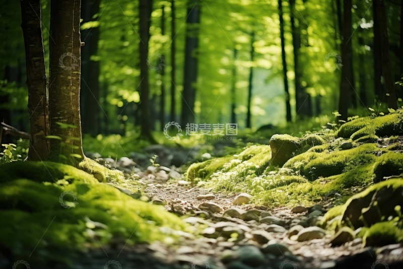 高清大图下载【趣麦麦图】绿色树林树木美景