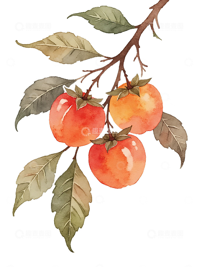高清大图下载【趣麦麦图】国画风格柿子果实绿叶静物插画