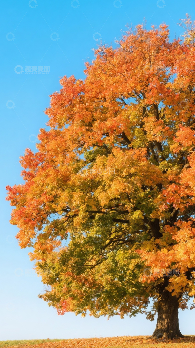 高清大图下载【趣麦麦图】秋天彩色的树9
