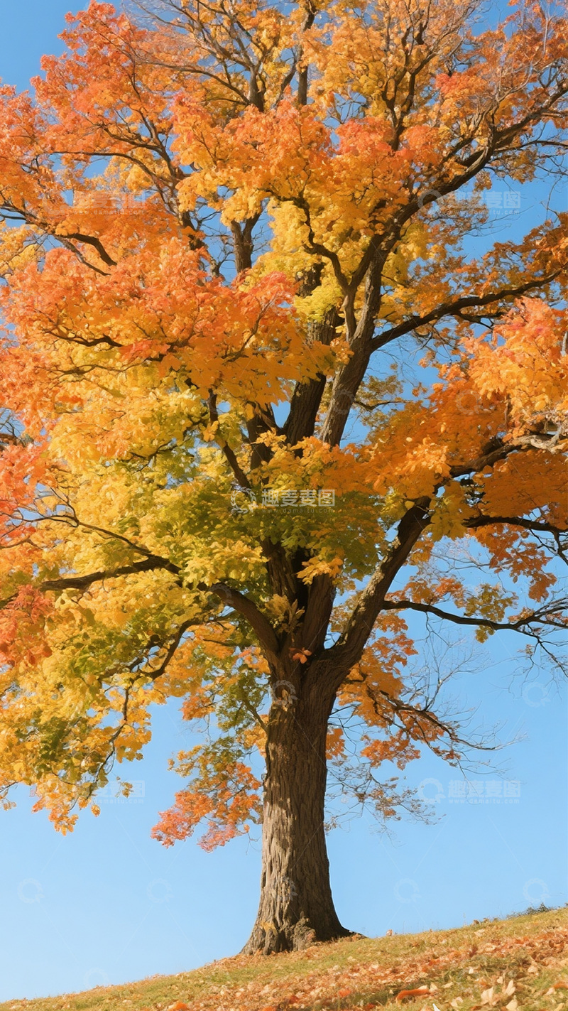 高清大图下载【趣麦麦图】秋天彩色的树11