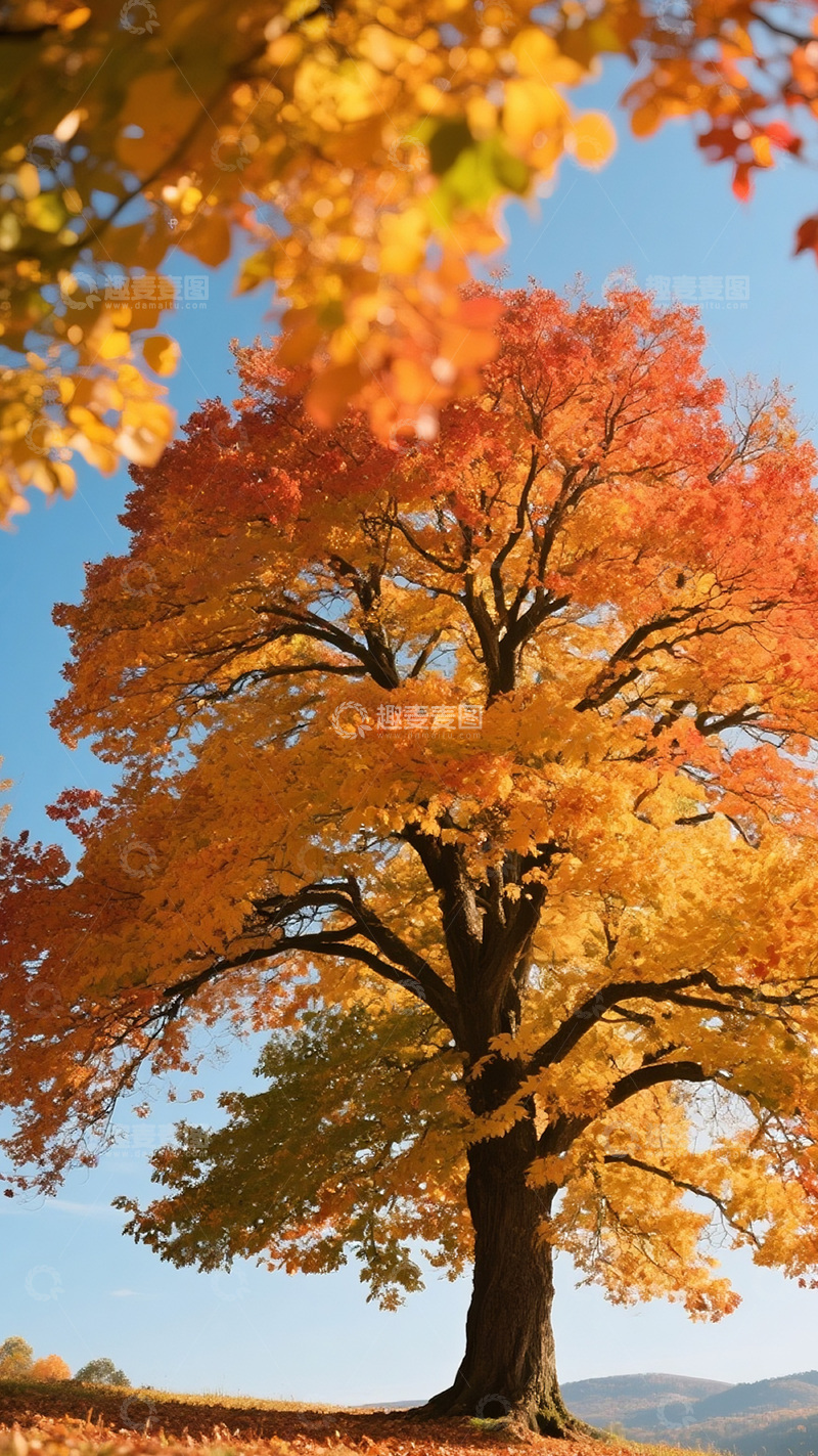 高清大图下载【趣麦麦图】秋天彩色的树