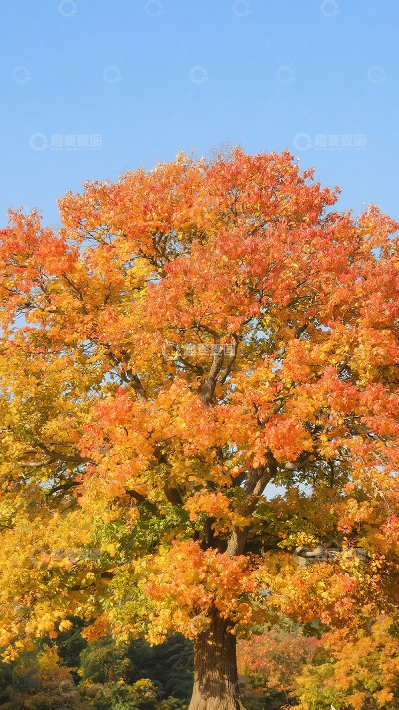 高清大图下载【趣麦麦图】秋天彩色的树10