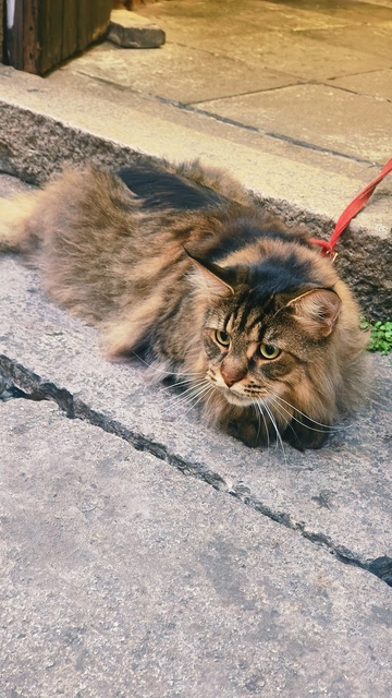 《一只慵懒休憩的长毛猫》