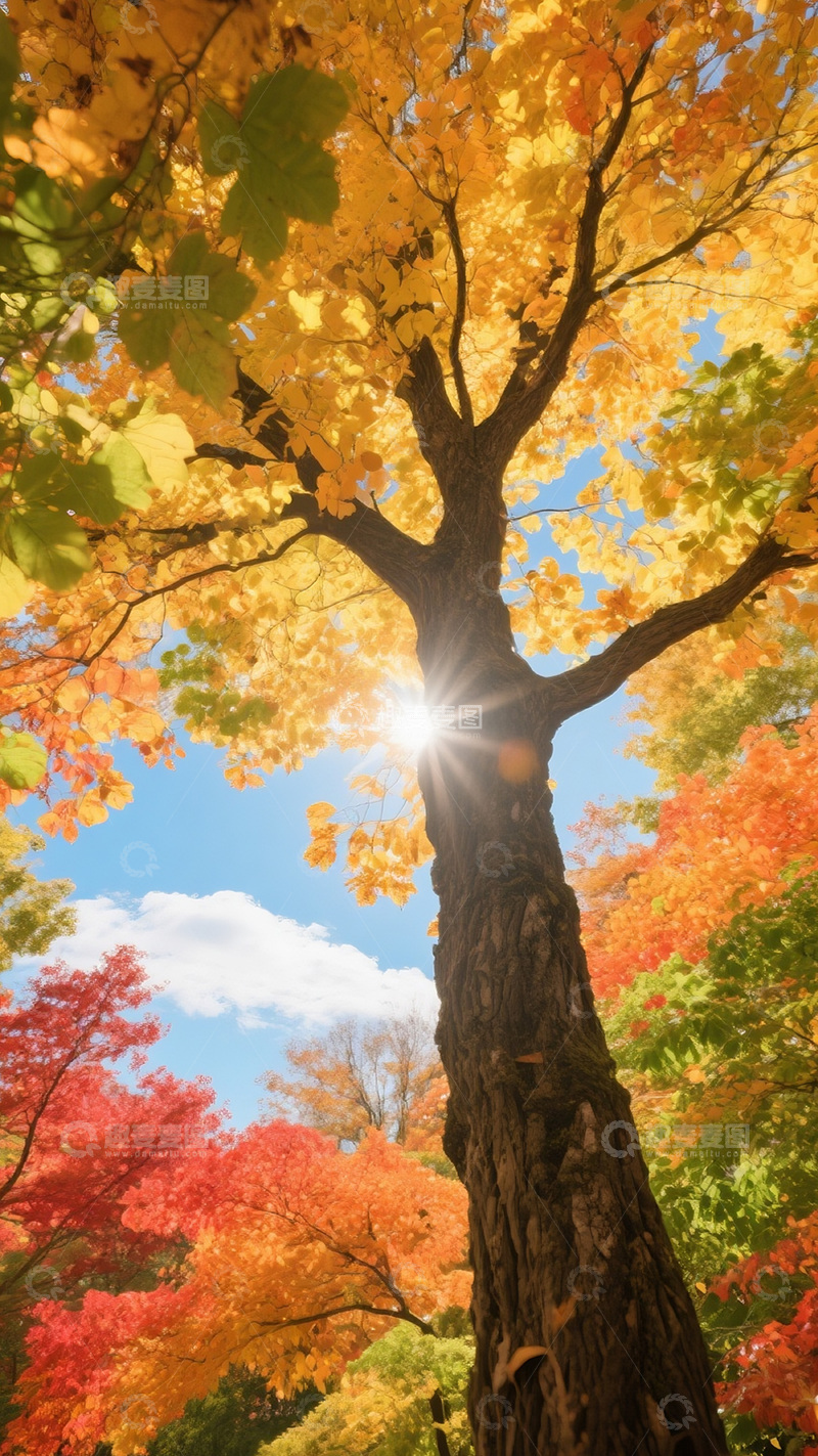 高清大图下载【趣麦麦图】秋天彩色的树1