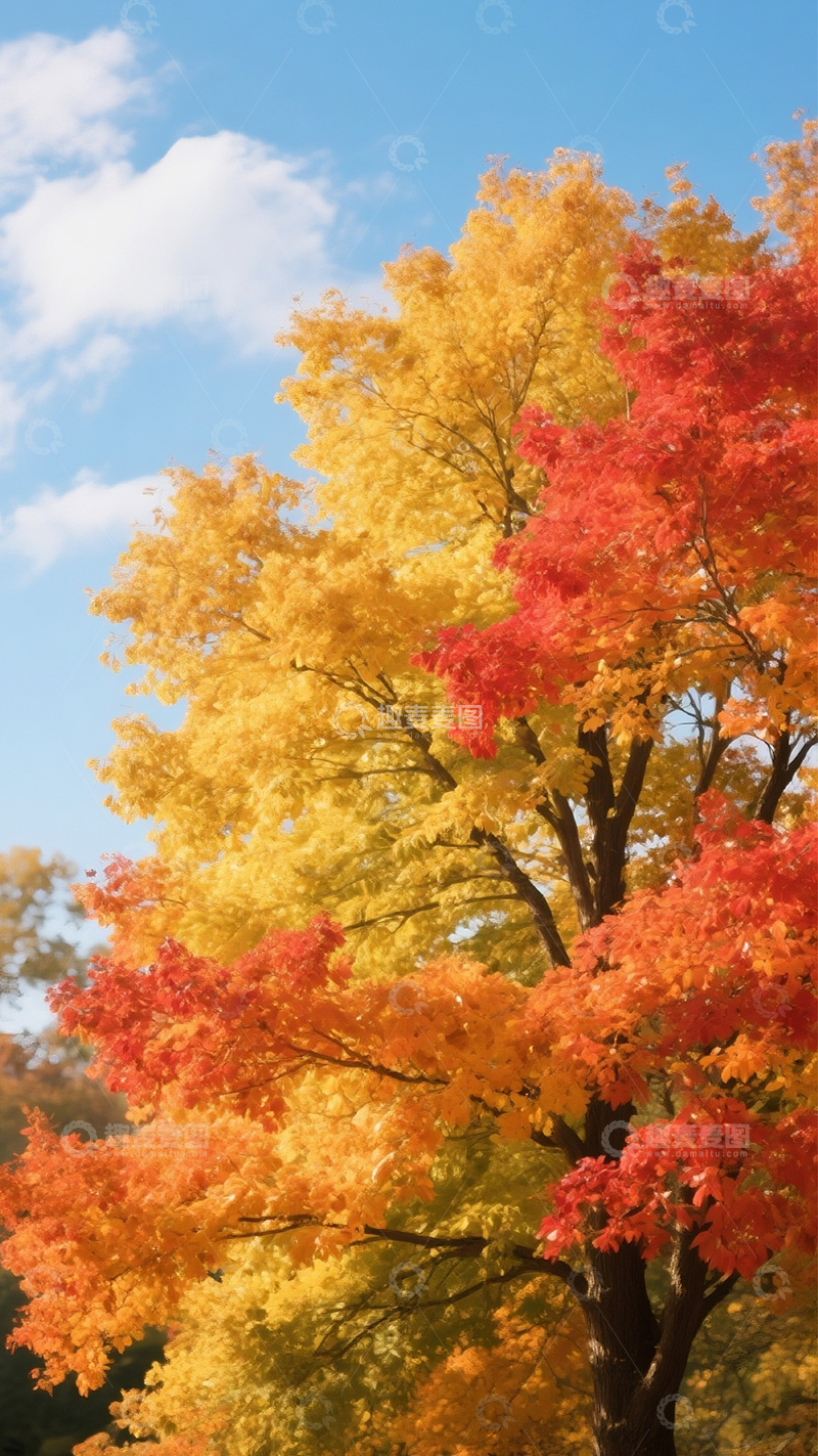 高清大图下载【趣麦麦图】秋天彩色的树7