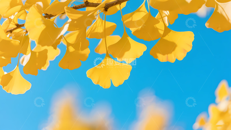 高清大图下载【趣麦麦图】秋季立秋银杏叶树枝风景摄影图