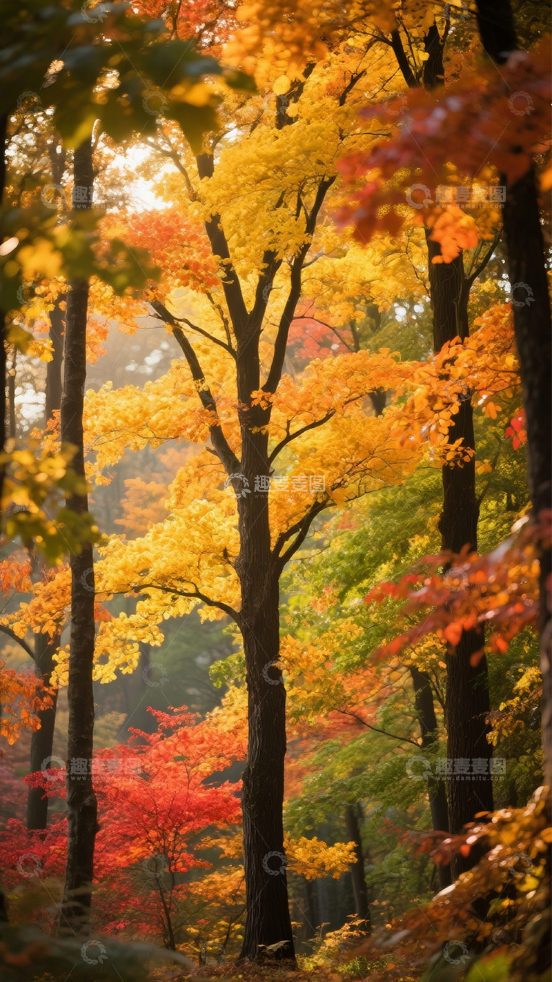 高清大图下载【趣麦麦图】秋天彩色的树13