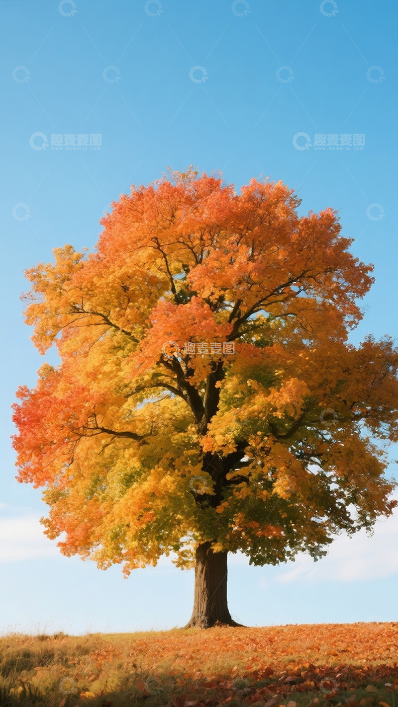 高清大图下载【趣麦麦图】秋天彩色的树14