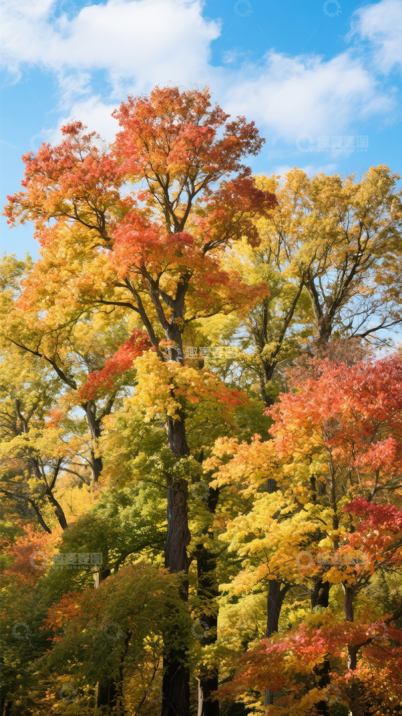 高清大图下载【趣麦麦图】秋天彩色的树5