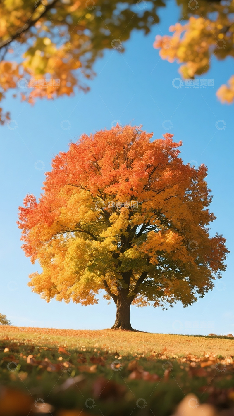 高清大图下载【趣麦麦图】秋天彩色的树8