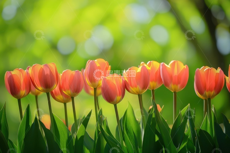 高清大图下载【趣麦麦图】盛开的橙色郁金香