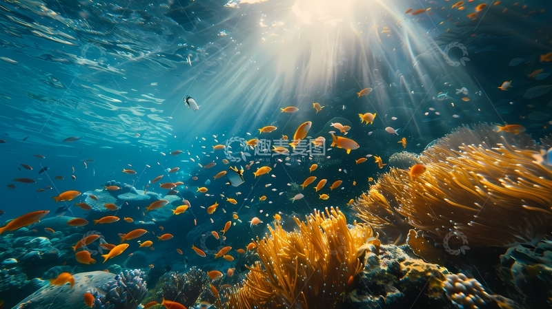 高清大图下载【趣麦麦图】美丽 海底 世界 自然 风光 图片