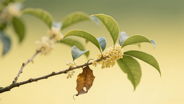 桂花树枝特写