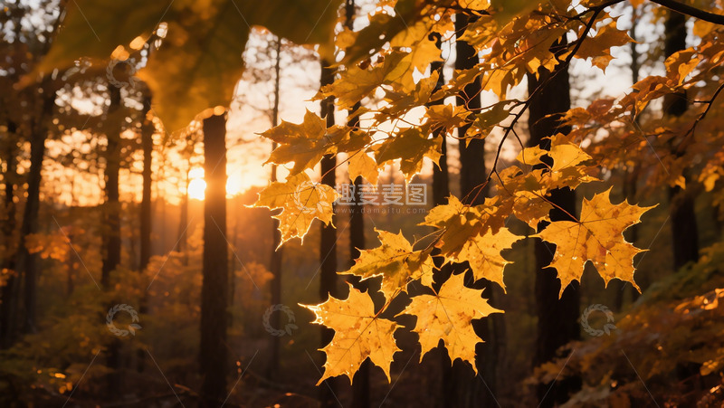 高清大图下载【趣麦麦图】森林实拍枫叶树林