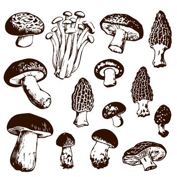 单色蘑菇版画矢量高清