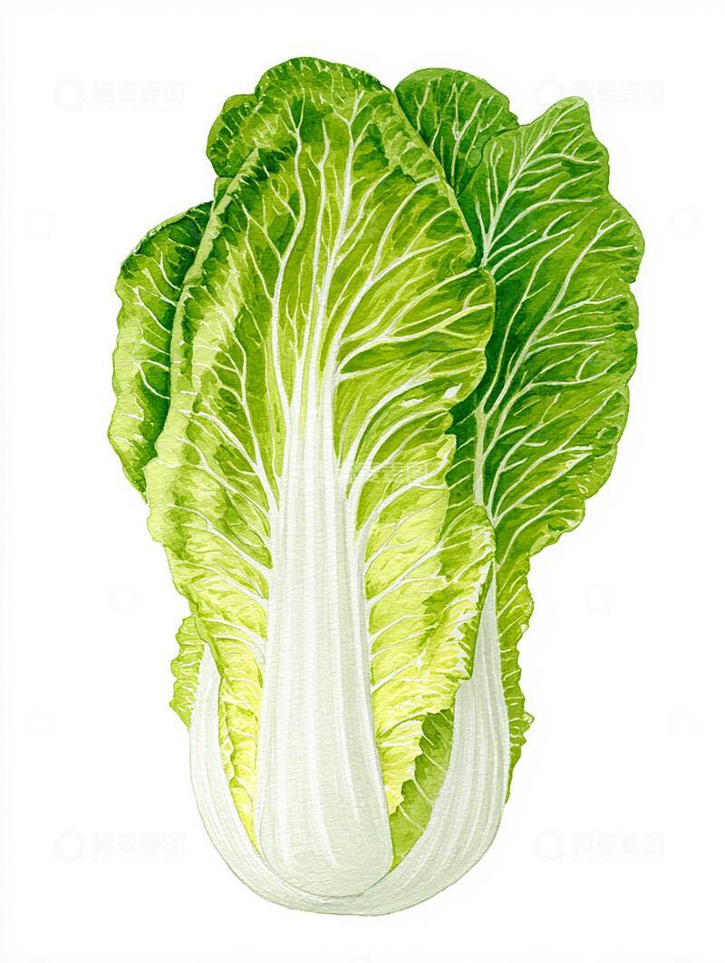 高清大图下载【趣麦麦图】白菜  软糯  嫩薄  