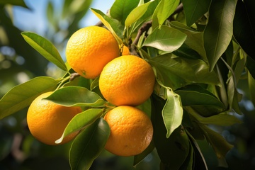 新鲜生长的橙子