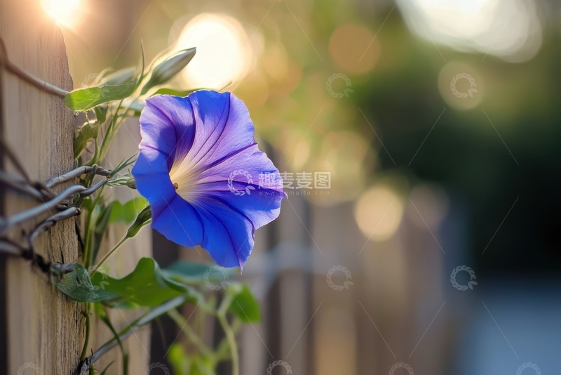 高清大图下载【趣麦麦图】篱笆上缠绕的喇叭花
