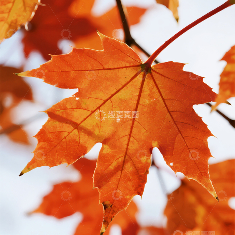 高清大图下载【趣麦麦图】金秋枫叶红7
