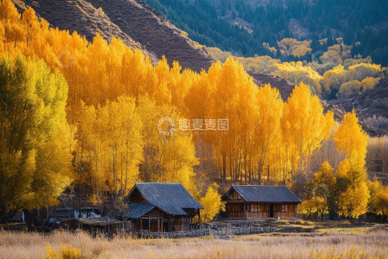 高清大图下载【趣麦麦图】金黄色的树林自然美景